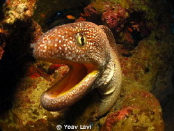 Yellow Mouth Moray by Yoav Lavi 
